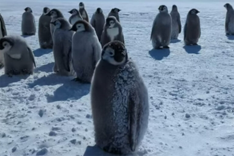 Penguin research in Antarctica